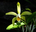 White And Green Dendrobium Orchid In Bloom Royalty Free Stock Photo