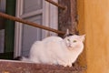 White Green-eyed Cat on Window Sill Europe Royalty Free Stock Photo