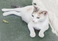 White, green eyed stray cat resting.