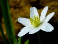 Bílý a zelený květina v makro fotografování 