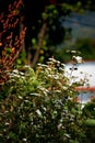 White and green flowers