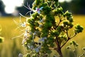 White and green flowers