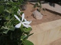 White flowers in bloom