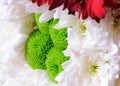 White and green flowers of chrysanthemum background Royalty Free Stock Photo