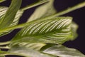 green foliage of a plant on a black background