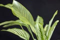 green foliage of a plant on a black background