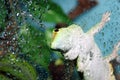 White and green gecko focus on eye