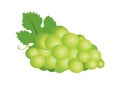 One green juicy ripe grape icon vector