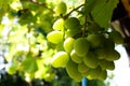 White , green grapes hanging on a bush vine in the vineyard