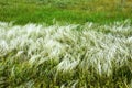 White and green grass. Picture can be used as a background Royalty Free Stock Photo