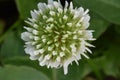 White Clover Flower Mandala