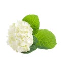White green hortensia flowers