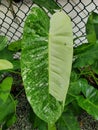 The white and green leaf of Philodendron Jose Buono variegated plant