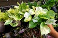 White and green leaf of Snow pothos and Manjula pothos