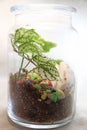 White green leaves inside a terrarium