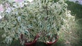 White and green leaves plant on flowerpots Royalty Free Stock Photo