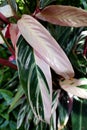 The white and green leaves of Stromanthe Sanguinea Triostar Royalty Free Stock Photo