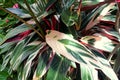 The white and green leaves of Stromanthe Sanguinea Triostar