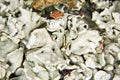 White green lichen on tree bark Royalty Free Stock Photo