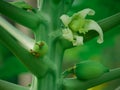 Papaya fruit flower presented on natural blur backdrop Royalty Free Stock Photo