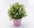 White - green plastic decorative flower in a pink plastic pot is on a white background Royalty Free Stock Photo