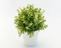 White - green plastic decorative flower in a white plastic pot is on a white background Royalty Free Stock Photo