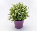 White - green plastic decorative flower in a violet plastic pot is on a white background Royalty Free Stock Photo