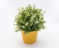 White - green plastic decorative flower in a yellow plastic pot is on a white background Royalty Free Stock Photo