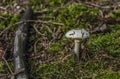 White green poisonous mushroom in moss Royalty Free Stock Photo