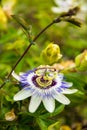 White, green and Purple Passion Flower Passiflora in Bloom with Green Leaves Royalty Free Stock Photo