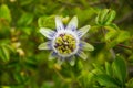 White, green and Purple Passion Flower Passiflora in Bloom with Green Leaves Royalty Free Stock Photo