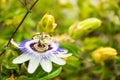 White, green and Purple Passion Flower Passiflora in Bloom with Green Leaves Royalty Free Stock Photo