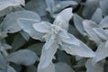 White And Green Soft Lambs Ear Plant