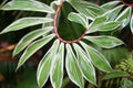 White green spiral Costus speciosus variegatus plant