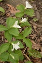 White and green spring time Royalty Free Stock Photo