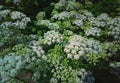 White & green summer plants background