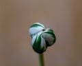 White and green Tulip bulb