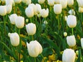 White and green tulip flowers field