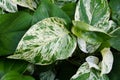 White and green variegated leaves of Marble Queen Pothos