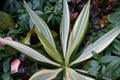 White and green variegated plants of Mauritius Hemp `Mediopicta`, with scientific name Furcraea foetida