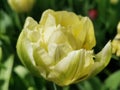 White with green veins double peony-shaped tulip among green leaves.The festival of tulips on Elagin Island in St. Petersburg Royalty Free Stock Photo
