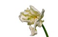 White green yellow veined bright open parrot tulip blossom with stem, macro, white background