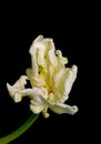 White green yellow veined bright open parrot tulip blossom Royalty Free Stock Photo