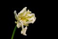 White green yellow veined bright open parrot tulip blossom portrait with stem color macro Royalty Free Stock Photo