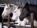 White, grey and black horses in a paddock Royalty Free Stock Photo