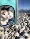 white grey blue eyes cat goes to the beach Royalty Free Stock Photo