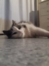 White & Grey cat on floor Royalty Free Stock Photo