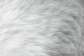 White grey cat fur skin abstract on background Royalty Free Stock Photo