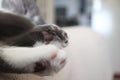 White and grey cat paws Royalty Free Stock Photo