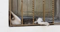 White and grey cat resting on window narrow space Royalty Free Stock Photo